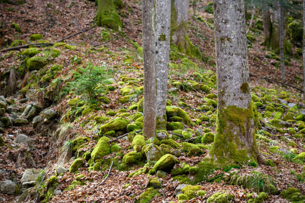 意大利阿尔卑斯山，皮埃蒙特，瓦莱西亚:树和苔藓图片下载