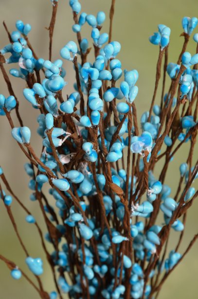 装饰性的分支图片下载