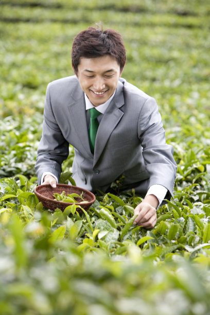 商务男士在茶园图片下载