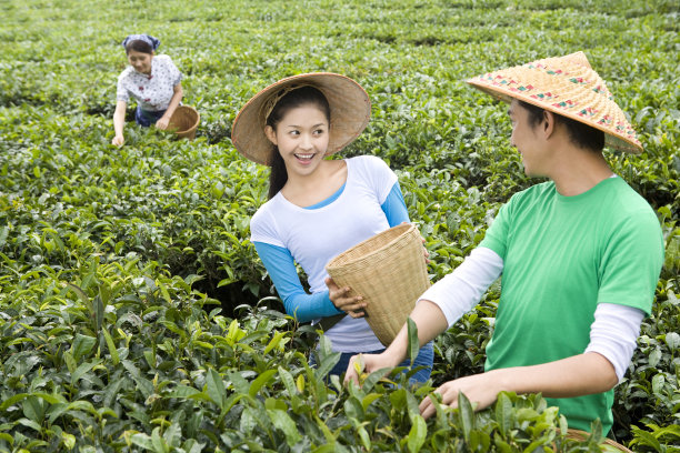 青年男女在茶园采茶图片下载