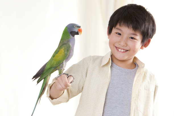 小男孩和鹦鹉图片下载