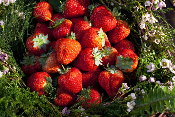 篮子里的草莓图片下载