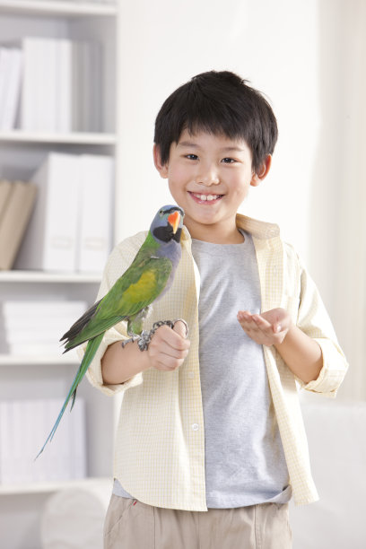 小男孩和鹦鹉图片下载