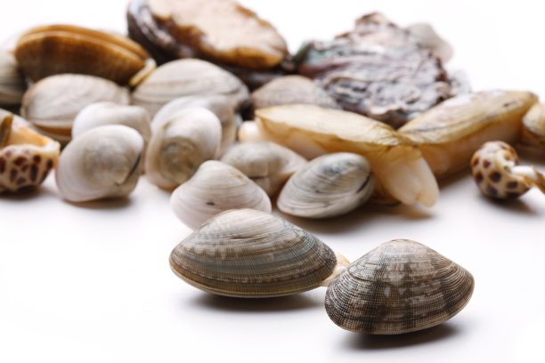 静物海鲜图片下载