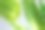 清新芦荟图片下载