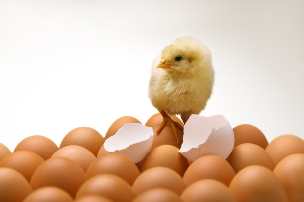一只小鸡站在鸡蛋上图片下载