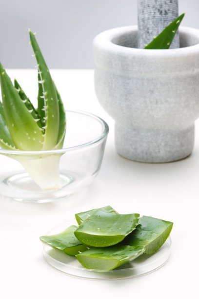 清新芦荟图片下载