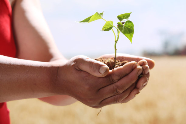 手捧小苗图片下载