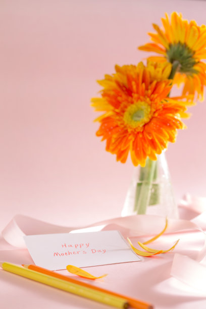 非洲菊图片下载