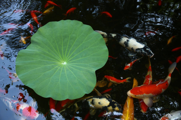 池塘金鱼图片下载