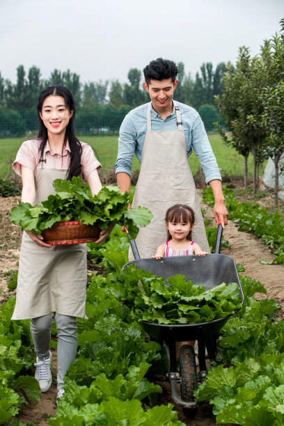东方家庭采摘蔬菜图片下载