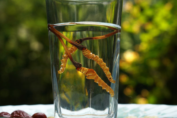 冬虫夏草图片下载