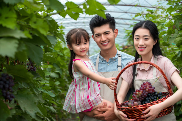 东方家庭采摘葡萄图片下载