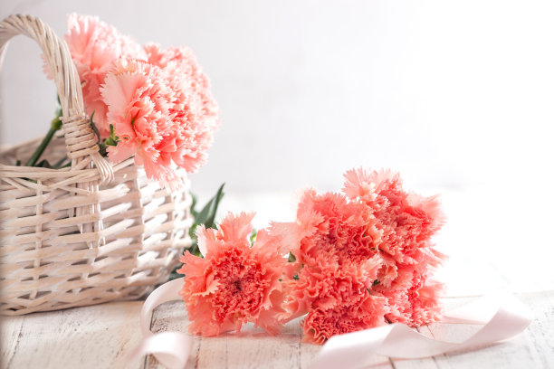 康乃馨图片下载