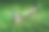 端午节照片素材ID：417156942