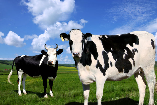 内蒙古阿尔山伊敏河风光图片下载