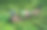 端午节照片素材ID：417160686
