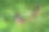 端午节照片素材ID：417160710