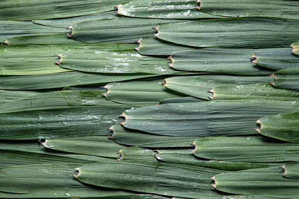 粽子和粽叶图片下载