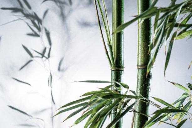 雾色中的竹林图片下载