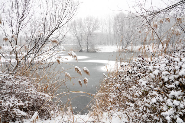 雪中的冰冻的湖面图片下载