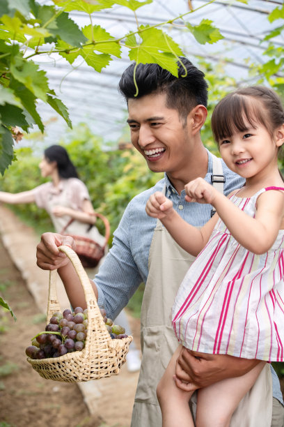 幸福家庭在采摘葡萄图片下载