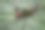 端午节照片素材ID：417167082