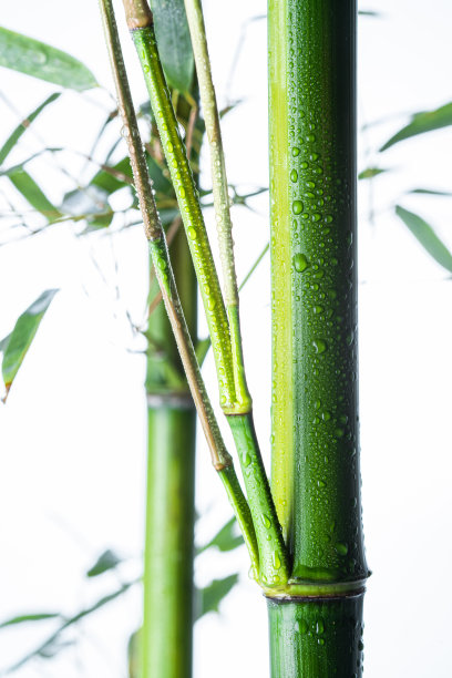 竹子图片下载