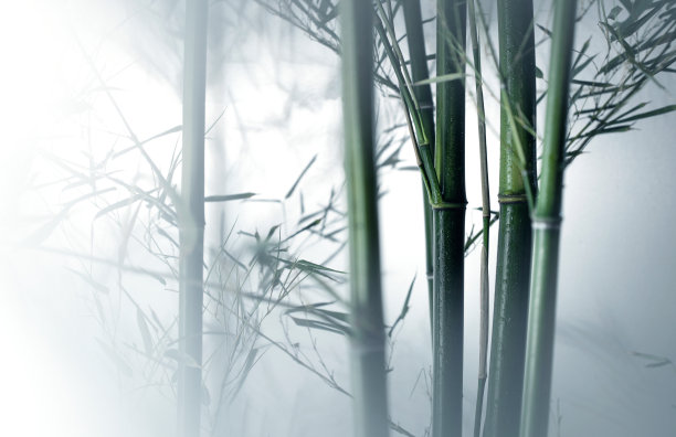 雾色中的竹林图片下载