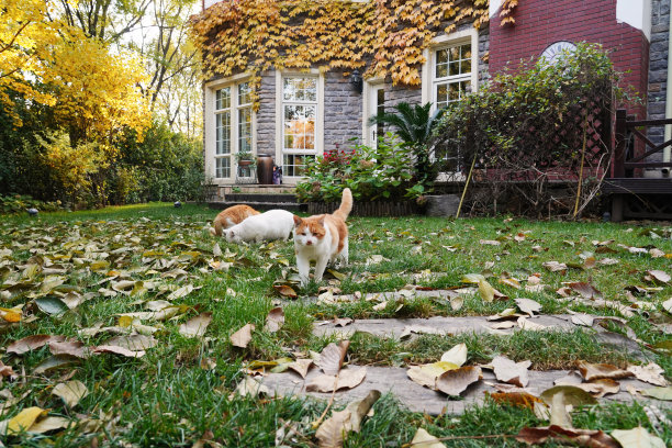 秋天私家别墅的庭院图片下载