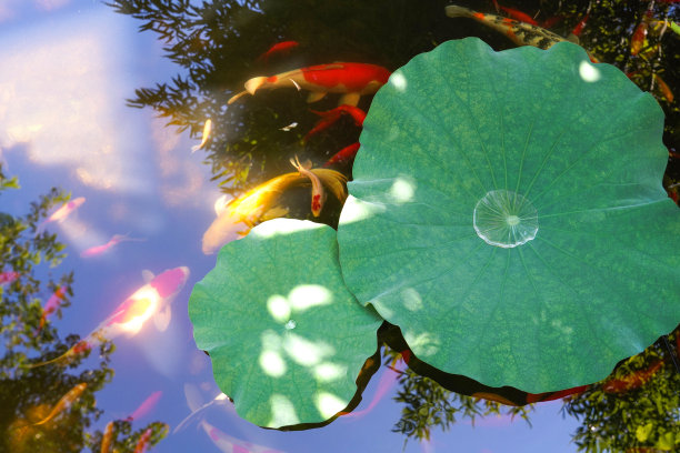 池塘金鱼图片下载