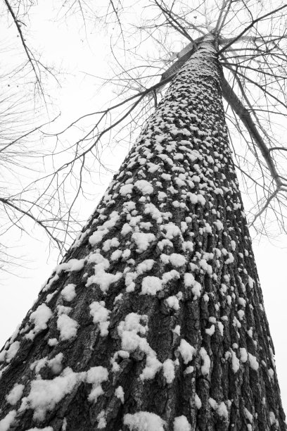 大雪后的一棵树图片下载