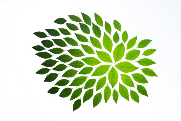 绿色的茶叶图片下载