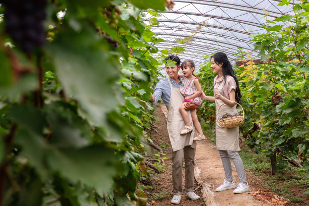 东方家庭采摘葡萄图片下载
