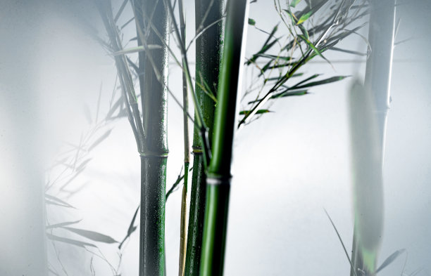 雾色中的竹林图片下载