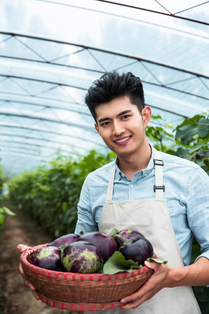 东方青年男人采摘茄子图片下载