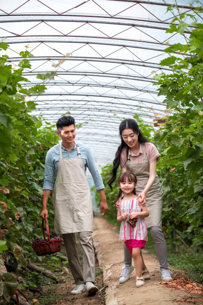 东方家庭采摘葡萄图片下载