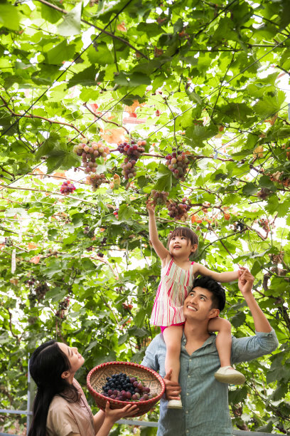 幸福家庭在采摘葡萄图片下载