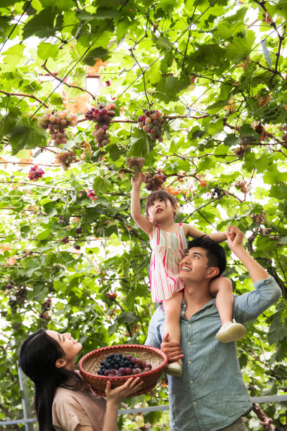 幸福家庭在采摘葡萄图片下载