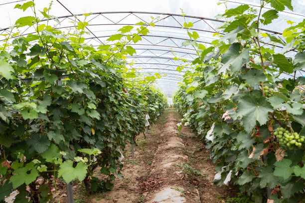 葡萄种植园图片下载