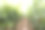 葡萄种植园图片下载