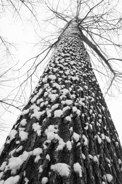 大雪后的一棵树图片下载