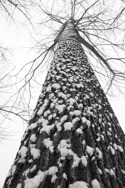 大雪后的一棵树图片下载