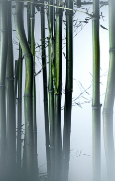 雾色中的竹林图片下载