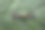 端午节照片素材ID：417184338