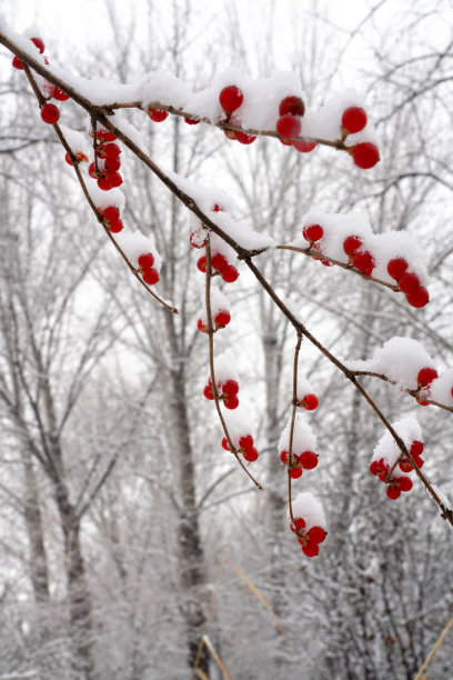 雪后树林和金银木果子图片下载