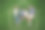 快乐的一家四口躺在草地上的房子轮廓里图片下载