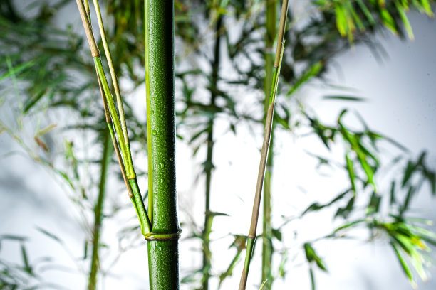 雾色中的竹林图片下载