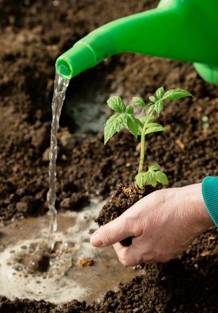 Banner.Close-up。一位老妇人的手握着一株幼苗的土壤。在土壤中种植幼苗。附近有一个肩胛骨。保护自然和农业的概念。图片下载