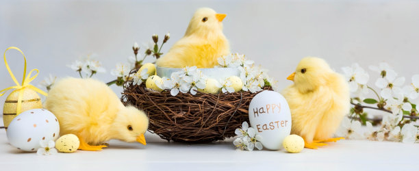 金色，黄色，白色的蛋在一个鸟巢，樱花树枝和可爱的黄色小鸡在白色的木制背景。最小的概念。2022年复活节卡片上有副本的地方供文字。图片下载
